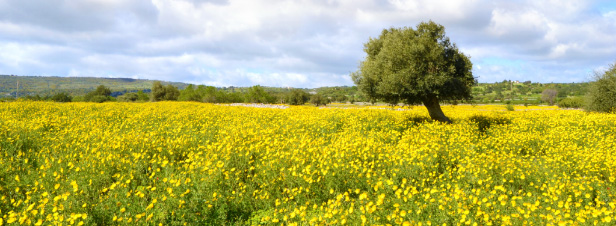 Stockage du carbone dans les solsÂ : un bel objectif mais beaucoup d'incertitudes