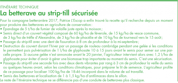 La betterave au strip-till sécurisée