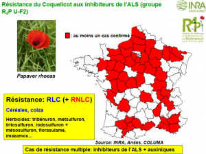 resistance_coquelicot.png