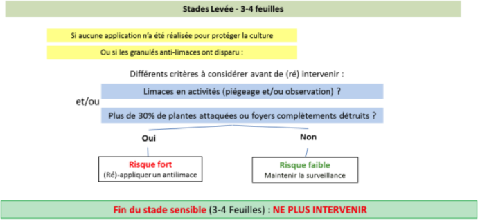 Grille d'intervention limaces de la levée jusqu'au stade 3-4 feuilles