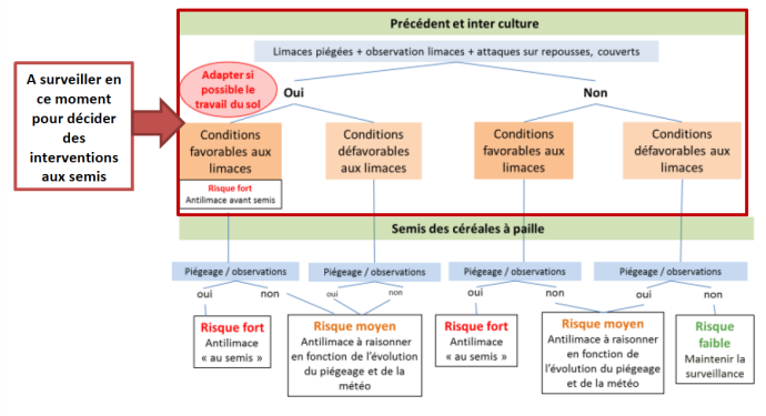 Grille d'intervention limaces avant et au moment du semis