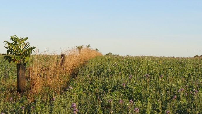 Parcelle en agroforesterie chez Michel Galmel