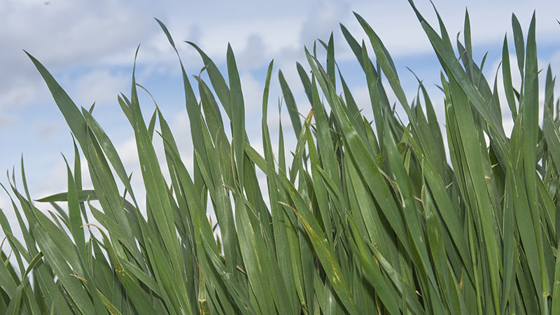 Plantes de blé en bordure de parcelle : feuilles saines - stade 1 - 2 noeuds