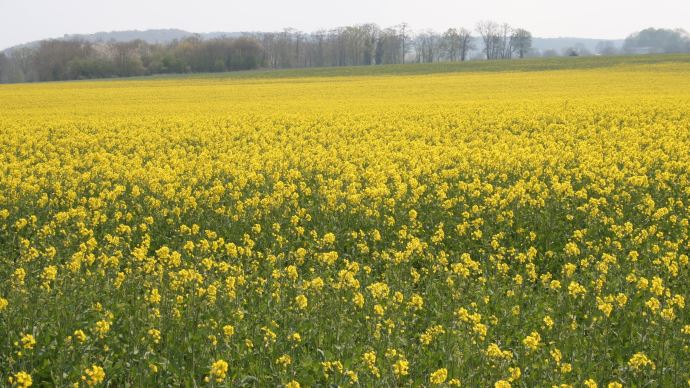 Colza en fleurs