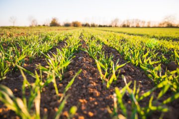 green grass field during daytime